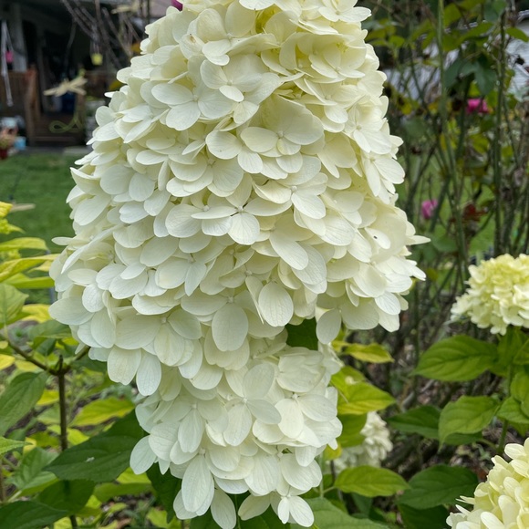 Meet your Posher, Angela - Picture 9 of 12